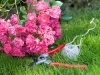 rosen-Symbolfoto-Gartenpflege-Hancke
